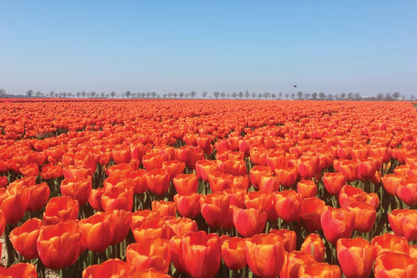 Netherlands Tulips
