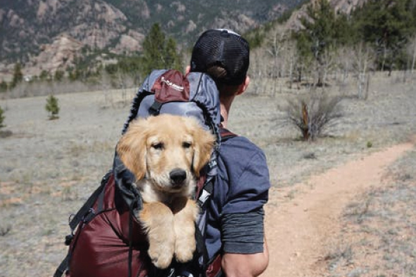 Dog in Hiking Bag