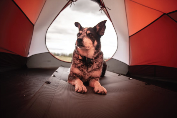 Dog in a Tent