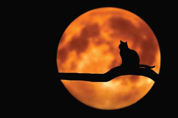 Scary moon with cat