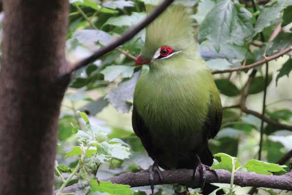 South Africa Bird Watching