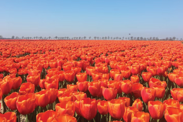 Netherlands Tulips