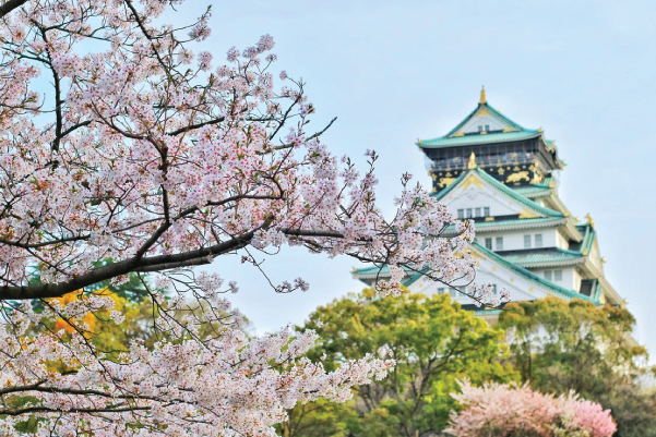 Japan Cherry Blossoms