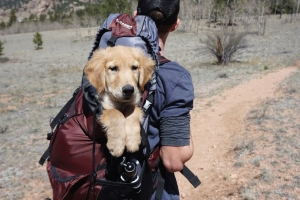 Dog Hike